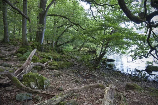 Woodland Ullswater — Stok fotoğraf