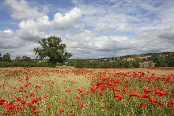 Poppies at Stow on the Wold, Cotswolds, Gloucestershire, England Stock Picture