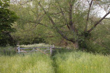 Paxford yakınlarındaki Willow ve River, Cotswolds, Gloucestershire, İngiltere