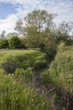 Paxford yakınlarındaki Willow ve River, Cotswolds, Gloucestershire, İngiltere