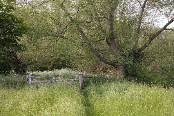 Willow and river near Paxford, Cotswolds, Gloucestershire, England — Stock Photo, Image