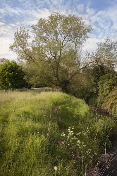 Wilg en rivier bij Paxford, Cotswolds, Gloucestershire, Engeland — Stockfoto