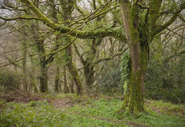 Skogar vid Buck 's Mills, North Devon, England — Stockfoto