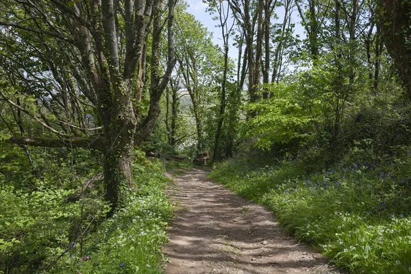 Woodland bij Salcombe, Devon, Engeland — Stockfoto