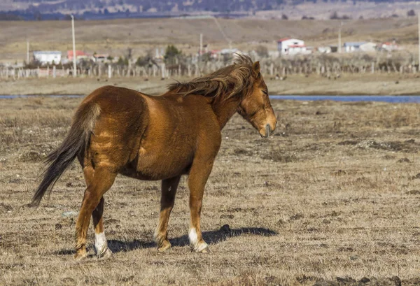 Paisagens Animais Patagônia Cavalos Que Correm Livre Patagônia Chilena — Fotografia de Stock