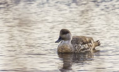Vahşi ördekler Şili patagonisinin doğal yaşam alanlarında, Punta arenaları