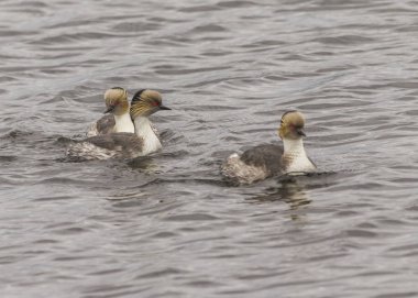Vahşi ördekler Şili patagonisinin doğal yaşam alanlarında, Punta arenaları