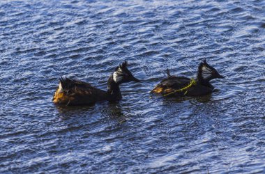 Vahşi ördekler Şili patagonisinin doğal yaşam alanlarında, Punta arenaları