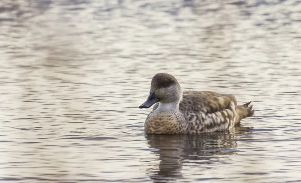 Canards Sauvages Dans Leur Habitat Naturel Patagonie Chilienne Ville Punta — Photo