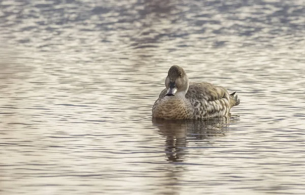 Patos Salvajes Hábitat Natural Patagonia Chilena Ciudad Punta Arenas — Foto de Stock