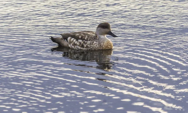 Wild Ducks Natural Habitat Chilean Patagonia City Punta Arenas — Stock Photo, Image