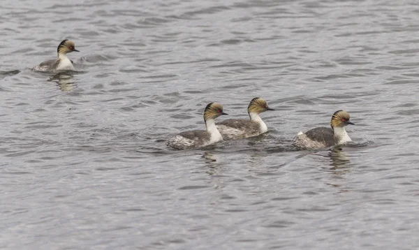 Patos Salvajes Hábitat Natural Patagonia Chilena Ciudad Punta Arenas — Foto de Stock