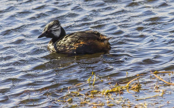 Patos Selvagens Seu Habitat Natural Patagônia Chilena Cidade Punta Arenas — Fotografia de Stock