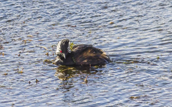 Patos Salvajes Hábitat Natural Patagonia Chilena Ciudad Punta Arenas — Foto de Stock