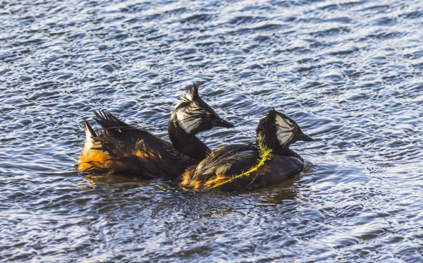 Anatre Selvatiche Nel Loro Habitat Naturale Della Patagonia Cilena Città — Foto Stock