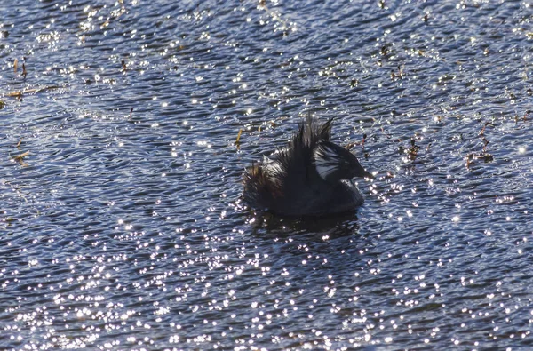 Patos Salvajes Hábitat Natural Patagonia Chilena Ciudad Punta Arenas — Foto de Stock