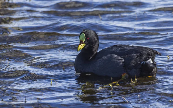 Patos Salvajes Hábitat Natural Patagonia Chilena Ciudad Punta Arenas — Foto de Stock