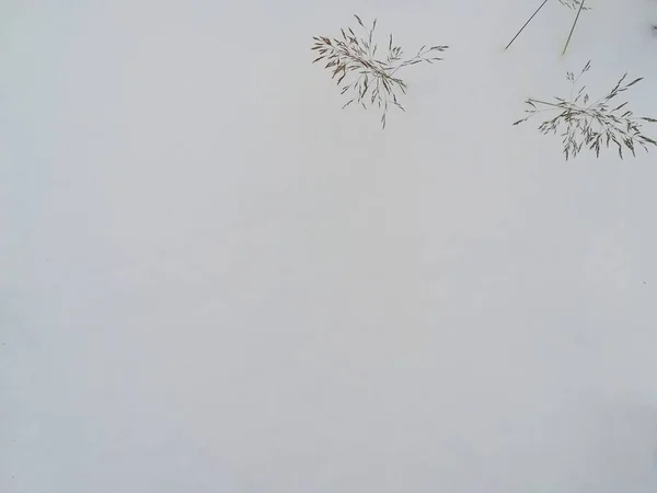 Kar arka planında kuru çimenler. Üst Manzara. Boşluğu kopyala.