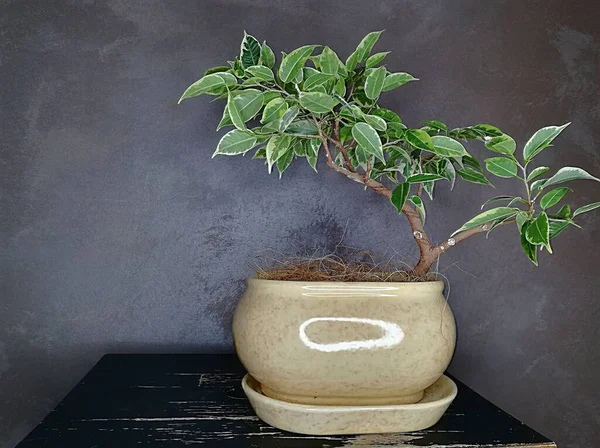 Küçük Benjamin 'in saksı Japon ve Çin bonsai stili inciri, kopyalama alanı