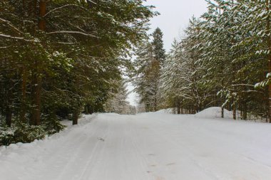 Kışın ormanda karlı bir yol. Köknar ağaçları karla kaplı.