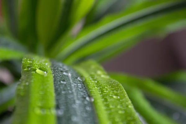 Вода падає макрос на зелений лист рослини. Крупним планом фон . — стокове фото