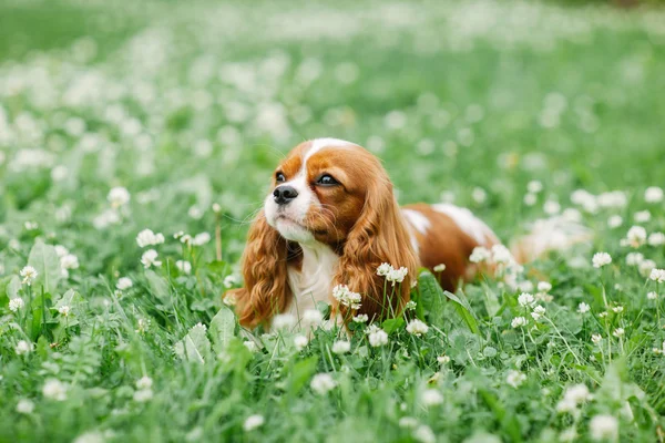 Гарний маленький собака лежить на траві — стокове фото
