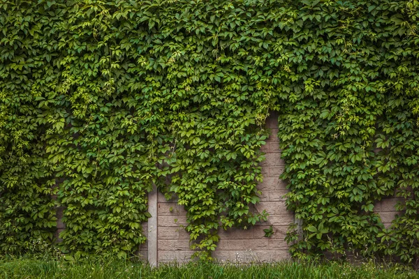 Стена с плющом — стоковое фото