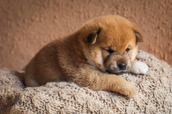 Shiba inu puppy in soft knitted blanket — Stock Photo, Image