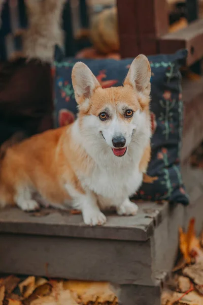 Tatlı Galli Corgi kırmızı köpeği kameraya bakıyor ve gülümsüyor.