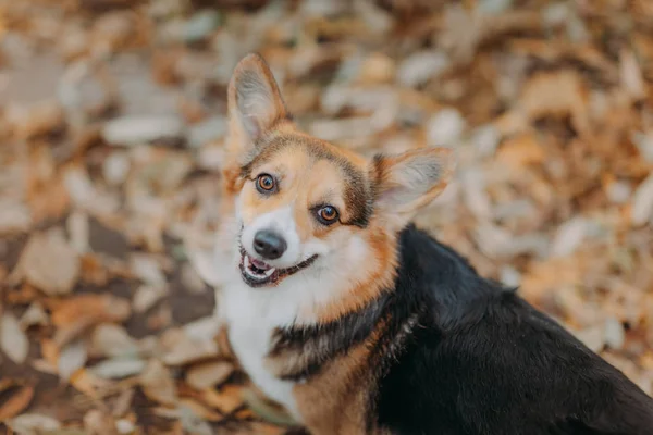 Welsh Corgi 'nin üç renkli köpeği kameraya bakıyor ve sonbahar yapraklarının önünde gülümsüyor.