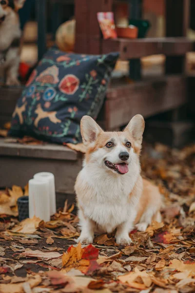 Galli Corgi kırmızı köpeği kameraya bakıyor ve dostça gülümsüyor. Park 'ta sonbahar sahnesi.