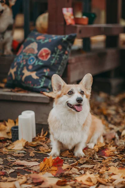 Galli Corgi Kırmızı Köpeği Kameraya Bakıyor Dostça Gülümsüyor Park Sonbahar — Stok fotoğraf