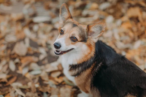 Galês Corgi Tricolor Cão Close Retrato Frente Folhas Outono Fundo — Fotografia de Stock