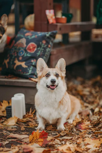 Galli Corgi Pembroke grubu burada kalın ve yem isteyin