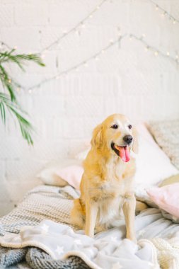 Soluk labrador seti ve battaniyeler arasında yatakta gülümseme