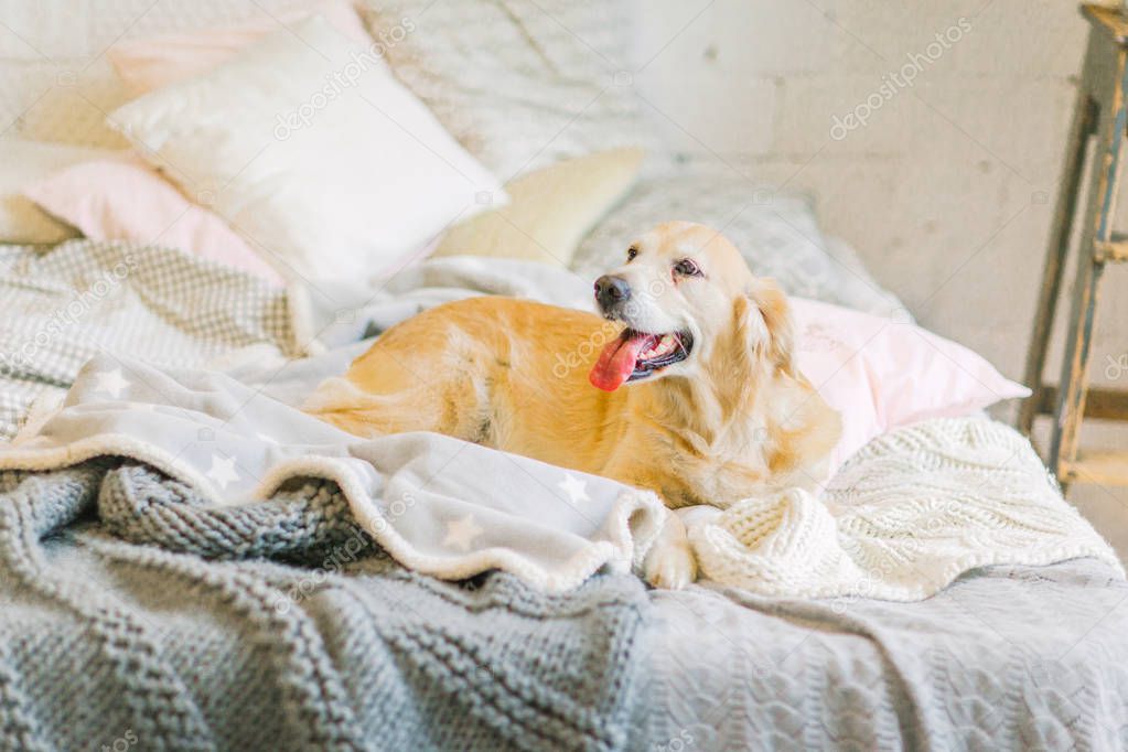 Pale labrador lay and smiling in the bed between blankets