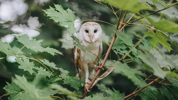 Ormandaki ahır baykuşu yeşil akçaağaç dalına kurulmuş.
