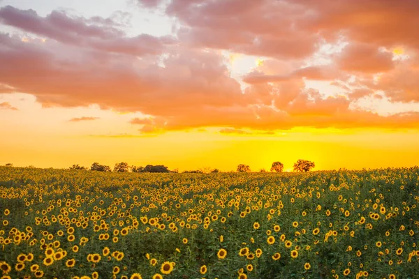 Akşam vakti sarı ayçiçeği tarlası. Güzel renkli turuncu gün batımı.