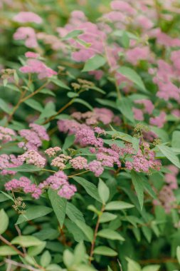 Çalı yakın plan üzerinde narin pembe çiçekler, yaz bahçesinde güzel çiçekler, doğal hoş bir arka plan.