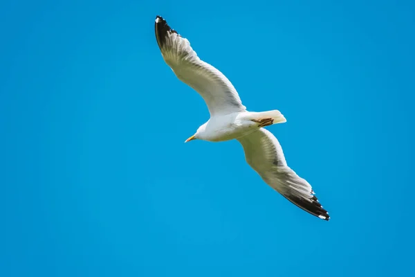 Seagull with blue sky flying — Stock Photo, Image