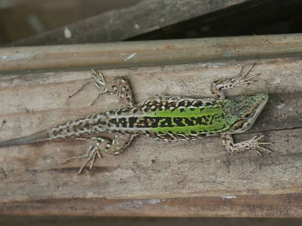 绿色蜥蜴在木制层上一动不动地晒日光浴 — 图库照片