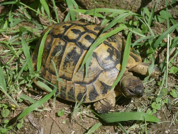 Schildpad Bewegend Tussen Planten Van Een Tuin — Stockfoto