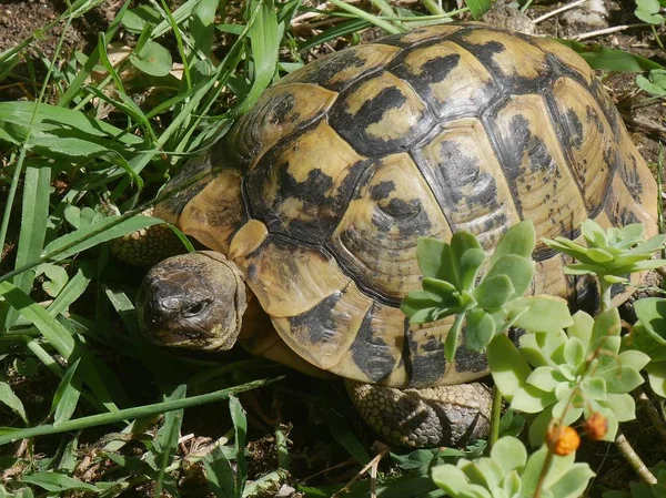 Schildkröte Bewegt Sich Zwischen Den Pflanzen Eines Gartens — Stockfoto