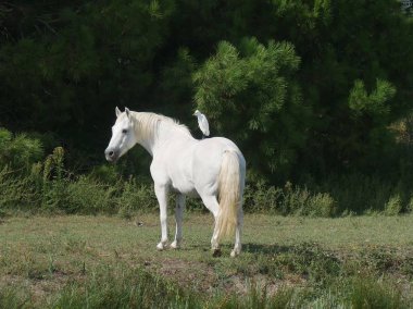 Kamp beyaz atı sırtında bir balıkçıl ile otluyor.