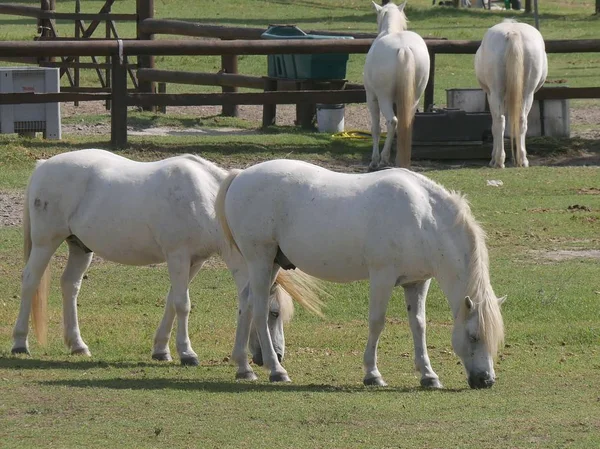 Camargue Fehér Lovak Legelnek Egy Farmon — Stock Fotó