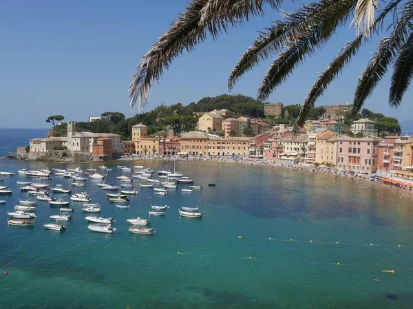 在风景如画的Sestri Levante村沉默湾的背景下 有着棕榈的全景 — 图库照片