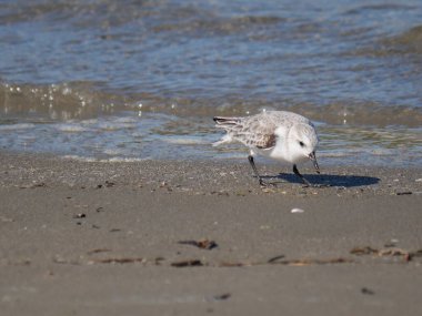 Beyaz Charadrius Alexandrinus kıyıda yiyecek arıyor.
