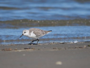 Beyaz Charadrius Alexandrinus kıyıda yiyecek arıyor.