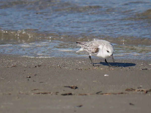 Charadrius Alexandrinus Blanco Busca Comida Costa — Foto de Stock