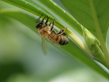 Yeşil bir yaprağın üzerinde duran arı